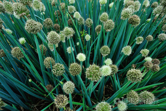 绿葱开花蔬菜园