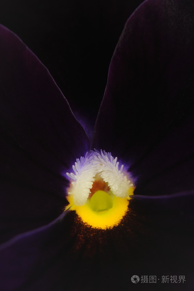 暗紫色堇型花紫罗兰花宏