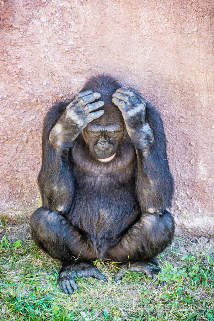 西部低地大猩猩在思考