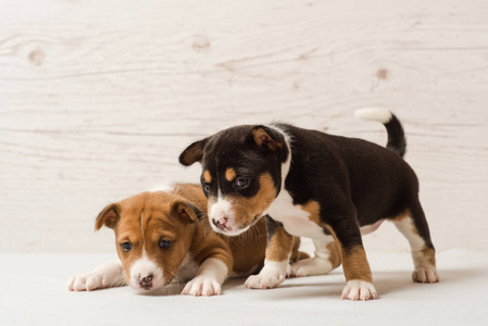 两只可爱的 basenji 小狗