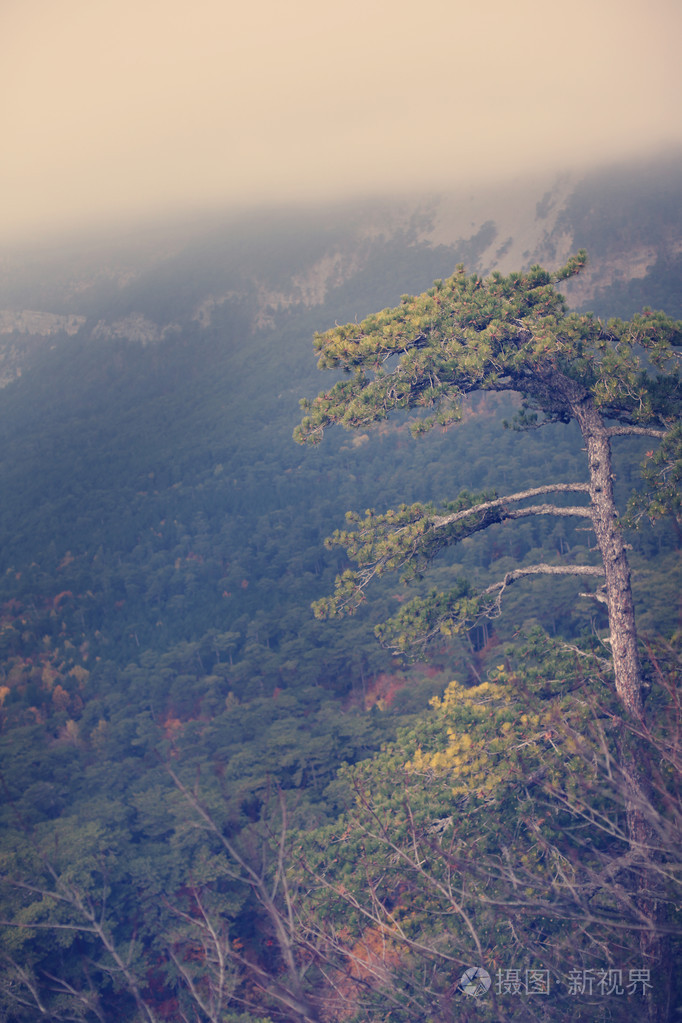 简约山风光,在山坡上的松树