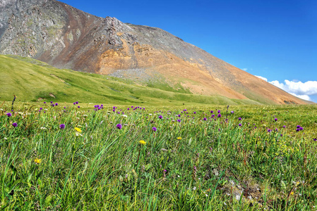 野生花卉山草甸高山丘陵