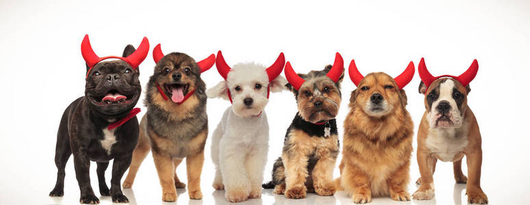 6快乐可爱的狗穿着魔鬼角万圣节