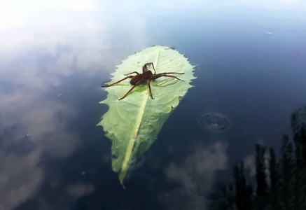 红色蜘蛛旅行者与水下落在绿色叶子在湖从右边