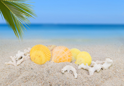 海贝壳和椰子棕榈叶上沙滩背景收汇照片