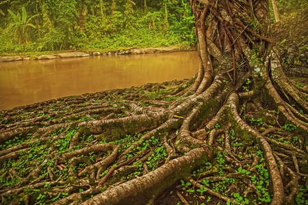 红树林的根部图片