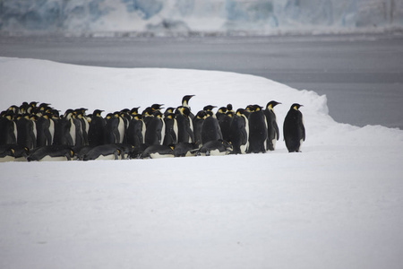 南极皇帝企鹅队在晴朗的一天特写