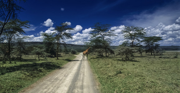 肯尼亚纳库鲁湖 纳库鲁国家公园，公园和一只长颈鹿的全景
