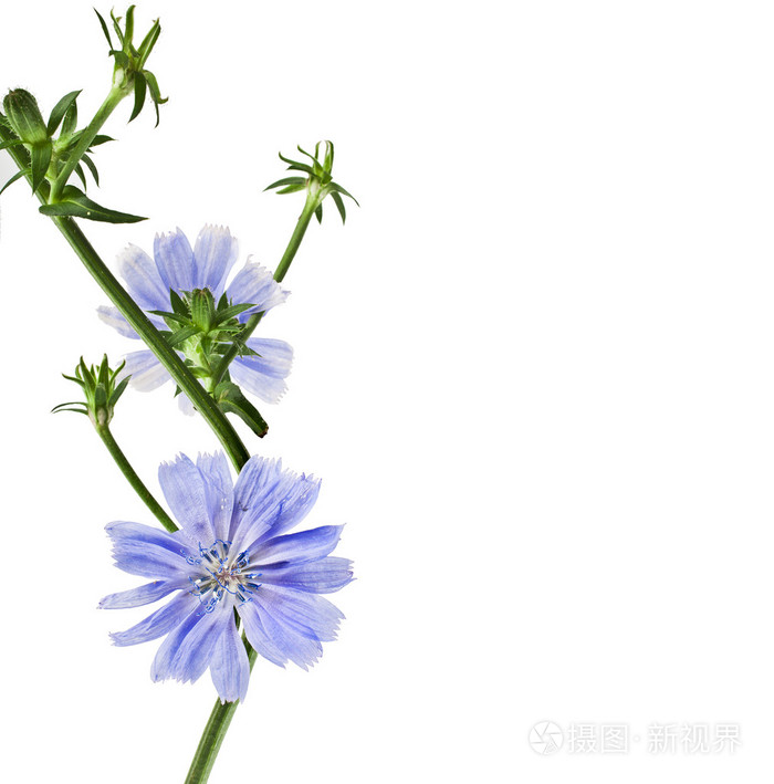 常见的菊苣花照片 正版商用图片079cwy 摄图新视界 常见的菊苣花照片 正版商用图片079cwy 摄图新视界
