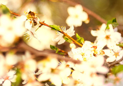 白花樱花枝春天抽象, 蜂蜜蜂