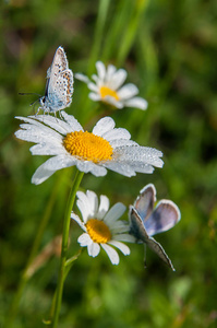小美丽的蝴蝶坐在甘菊花上。特写
