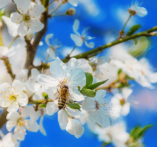 蜜蜂飞向白色盛开的花朵