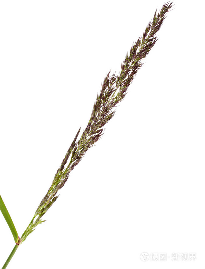 无芒雀麦 (禾本科植物) 种草