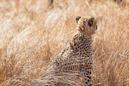 非洲猎豹在南非狩猎保护区