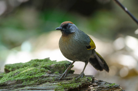 自然银耳 laughingthrush