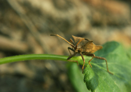 相机上绿草脸上的褐色虫子图片