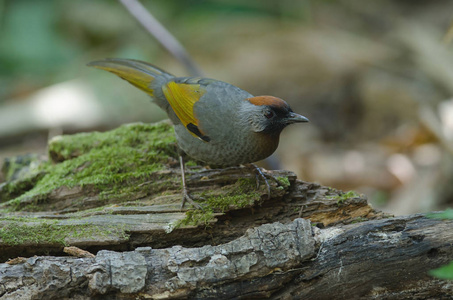 自然银耳 laughingthrush