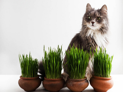 可爱的小猫和绿草在盆里