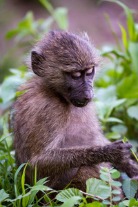 婴儿橄榄狒狒研究叶子在爪子
