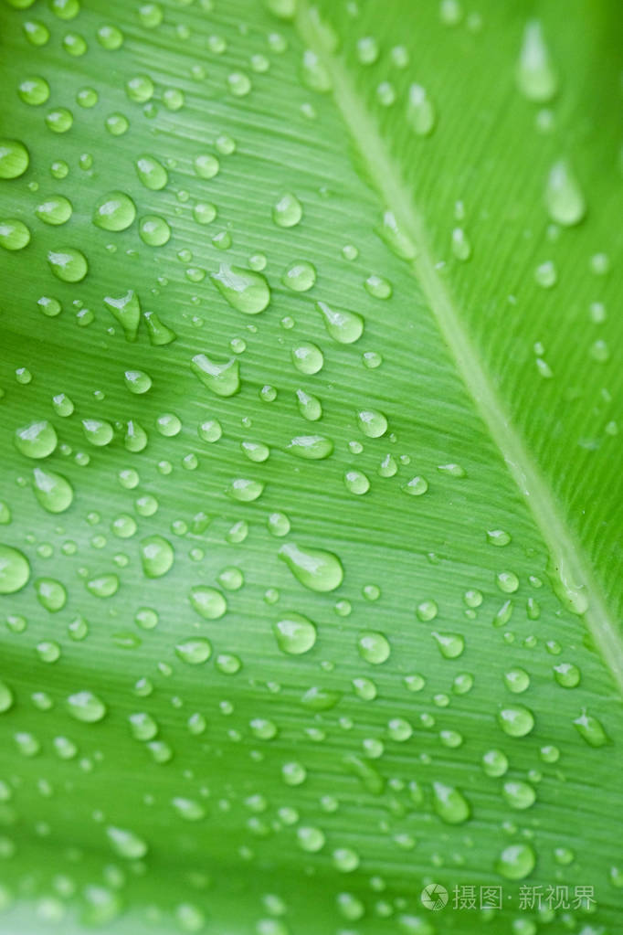 自然绿色植物背景或墙纸.园林绿叶的自然观