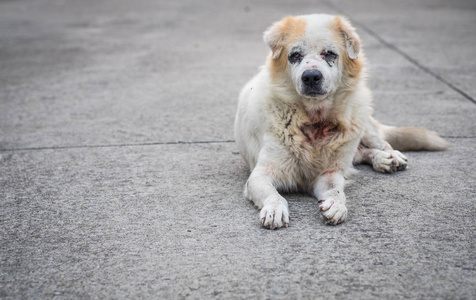 狂犬病疫苗图片-狂犬病疫苗素材-狂犬病疫苗插画-摄图新视界