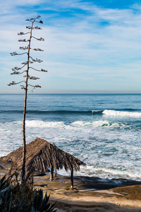 在加利福尼亚的 Windansea 海滩上的标志性冲浪小屋的树塔