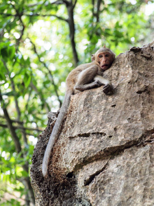 猴子爬上石头