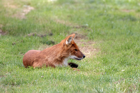 dhole (豺犬) 也称为亚洲野狗或印度豺狗打架黑背豺金豺野生的豺狗