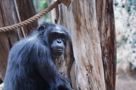 大猩猩住在热带公园里