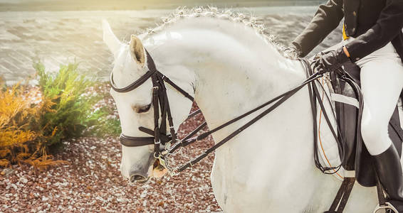 猫骑士穿着一双带刺的靴子,头盔上戴着一个带刺的马具和一个战马盾牌.