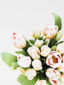白色背景下新鲜郁金香花束的顶部视图
