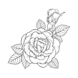 美丽的黑白玫瑰和树叶.在背景上隔离的插花.