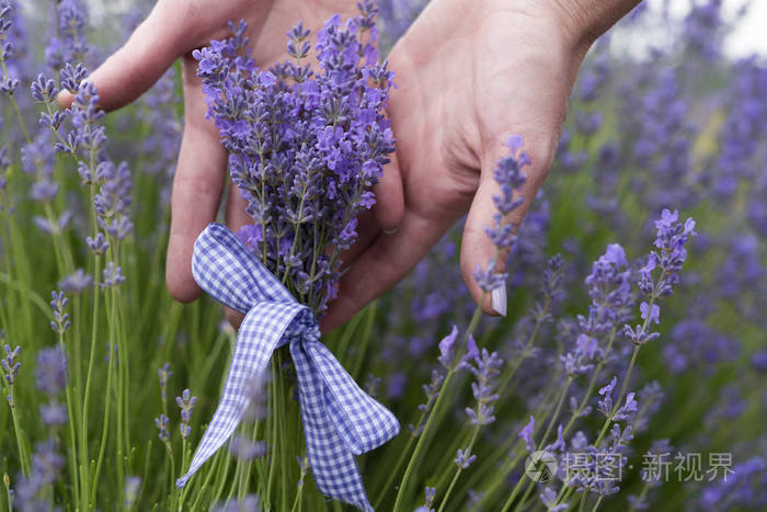用丝带绑在女孩手中的薰衣草花束