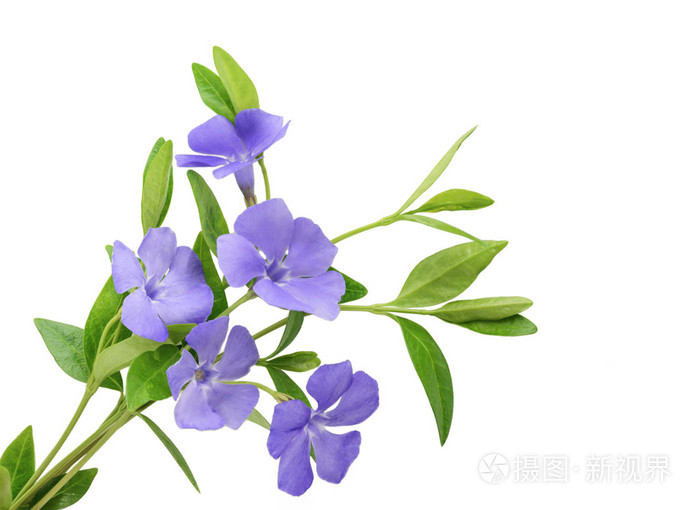 长春小蔓长春花白色背景上孤立