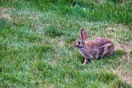 在院子里的兔子