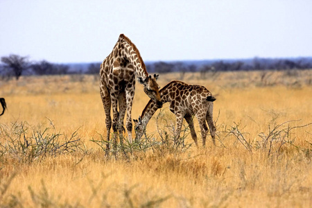 长颈鹿, 长颈鹿鹿豹座, 在埃托沙国家公园, 纳米比亚