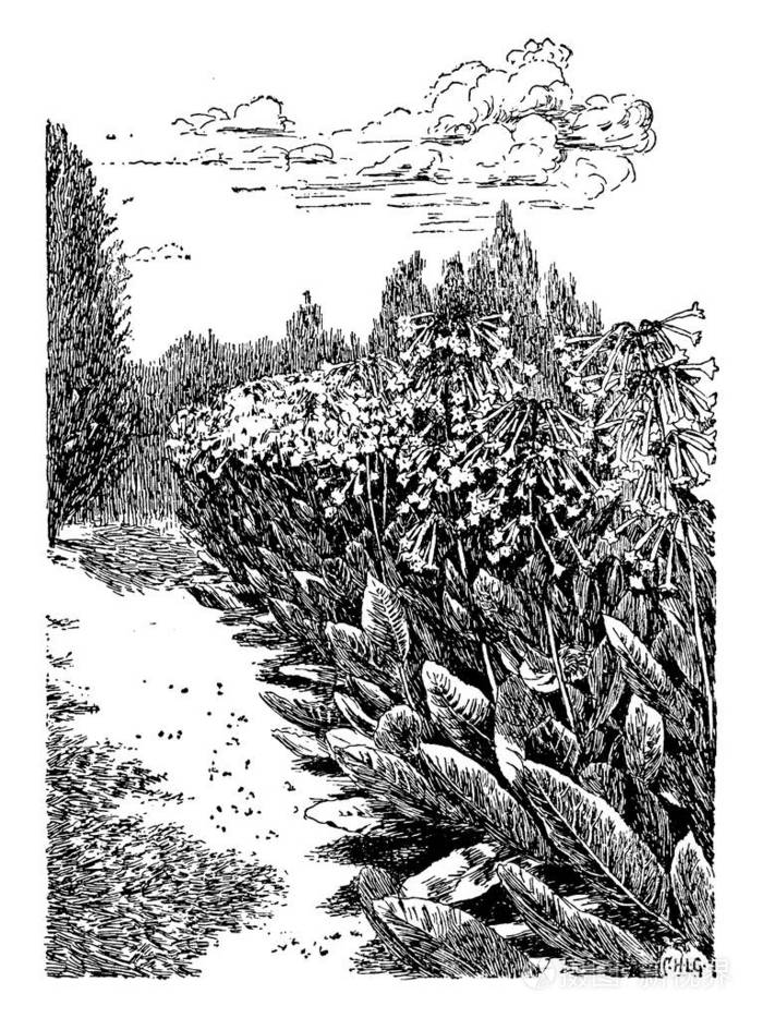 大量的烟草植物在图像.