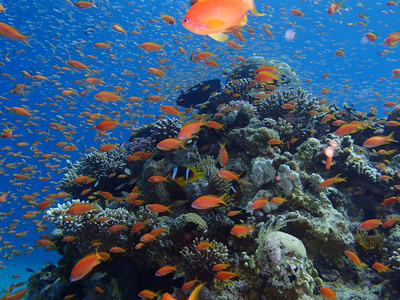 埃拉特红海珊瑚礁