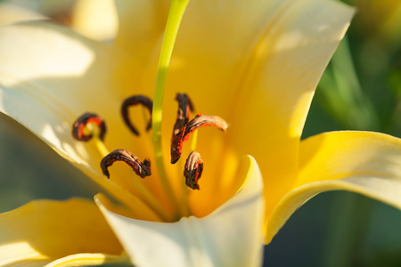 黄色百合花花