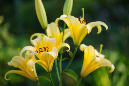 黄色百合花花