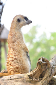 suricate 或猫鼬站在警报的位置