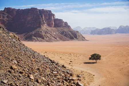 孤独的树。乔丹风景。干河公羊沙漠