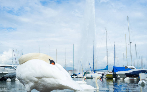在日内瓦大喷泉背景下的白天鹅