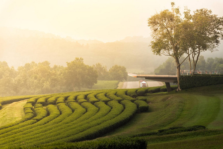 早晨日出时的风景绿茶农场