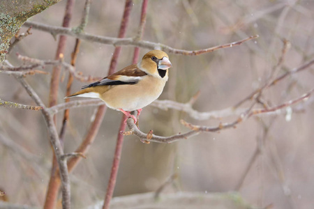 Hawfinch 坐在一棵苹果树的树枝下下雪。