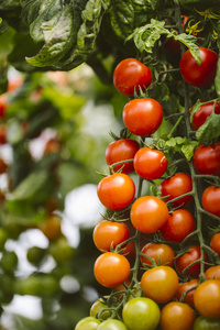 工业番茄种植园