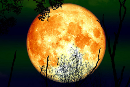 全血月亮回到剪影干燥树和夜空, 这张图片的元素由 Nasa 装备