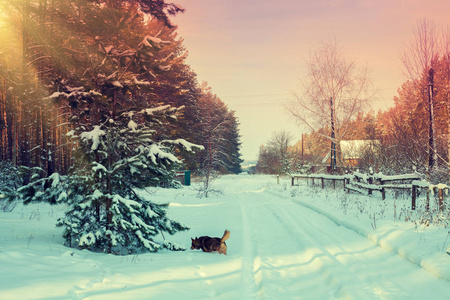 有雪的乡村景观, 有木栅栏道路和狗。村庄在冬天