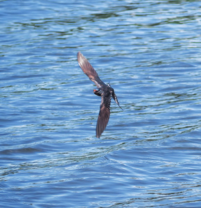 燕子在湖上的飞行
