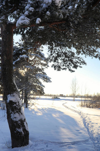 松树林后大雪风暴在阳光明媚的冬日